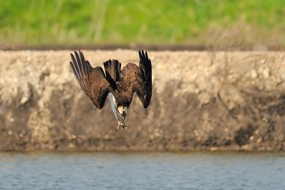 Osprey - שלך - Pandion haliaetus