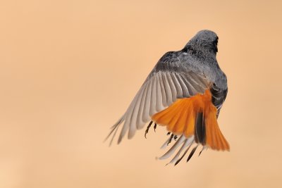 Black Redstart - חכלילית סלעים 