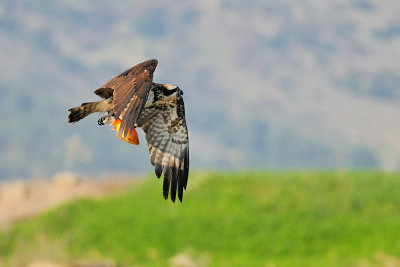 Osprey - שלך - Pandion haliaetus