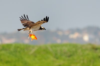 Osprey - שלך - Pandion haliaetus
