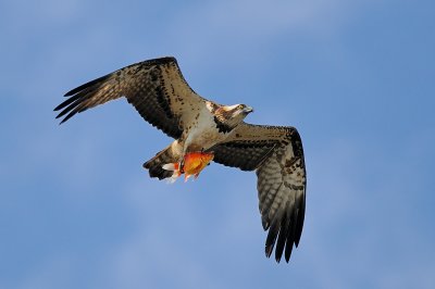 Osprey - שלך - Pandion haliaetus