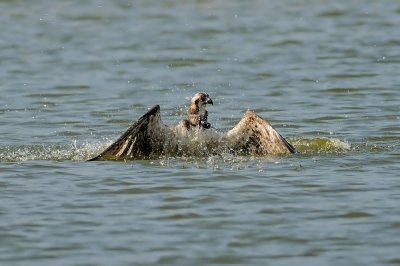 Osprey - שלך - Pandion haliaetus