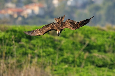 Osprey - שלך - Pandion haliaetus