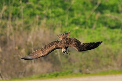 Osprey - שלך - Pandion haliaetus