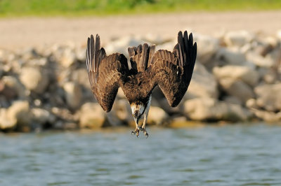 Osprey - שלך - Pandion haliaetus