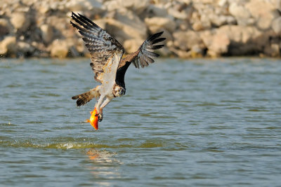 Osprey - שלך - Pandion haliaetus
