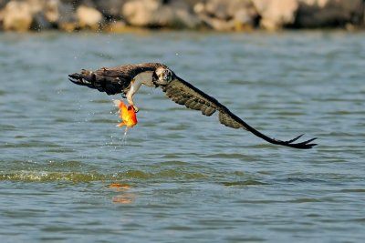 Osprey - שלך - Pandion haliaetus