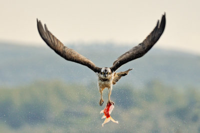 Osprey - שלך - Pandion haliaetus
