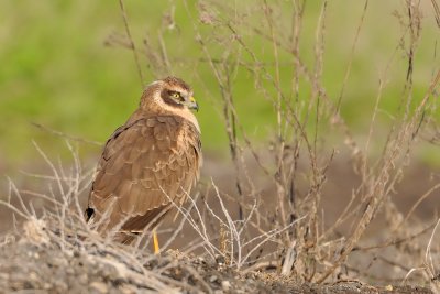 Pallid Harrier - זרון שדות - Circus macrourus