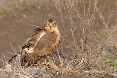 Pallid Harrier - זרון שדות - Circus macrourus