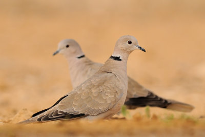 Collared Dove - תור צווארון - Streptopelia decaocto