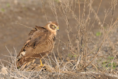 Pallid Harrier - זרון שדות - Circus macrourus