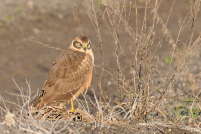 Pallid Harrier - זרון שדות - Circus macrourus