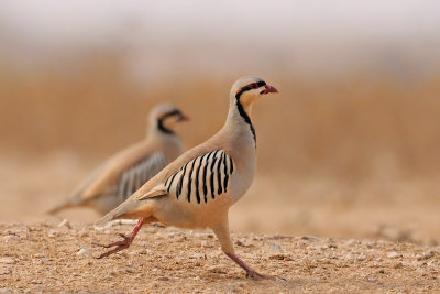 g1/17/833417/3/132364649.zgAJiqqq.jpg