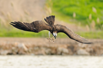 Osprey - שלך - Pandion haliaetus