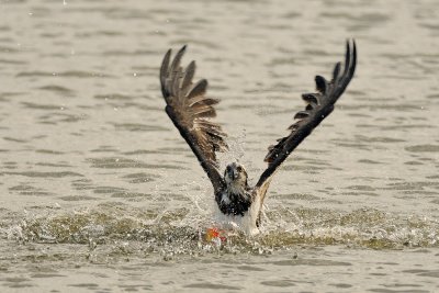 Osprey - שלך - Pandion haliaetus