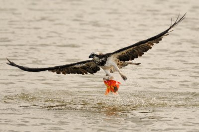 Osprey - שלך - Pandion haliaetus