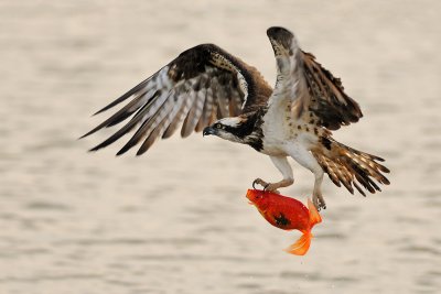 Osprey - שלך - Pandion haliaetus