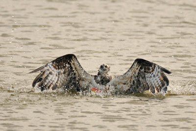 Osprey - שלך - Pandion haliaetus