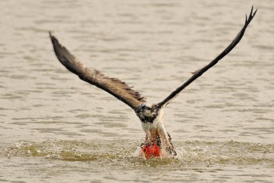 Osprey - שלך - Pandion haliaetus