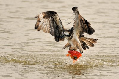 Osprey - שלך - Pandion haliaetus