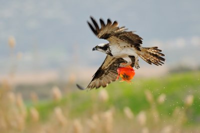 Osprey - שלך - Pandion haliaetus