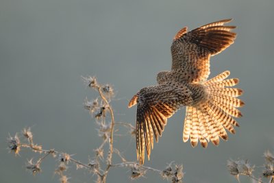 Common Kestrel - בז מצוי - Falco tinnunculus