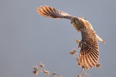 Common Kestrel - בז מצוי - Falco tinnunculus