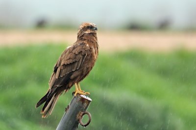 Marsh Harrier - זרון סוף - Circus aeruginosus