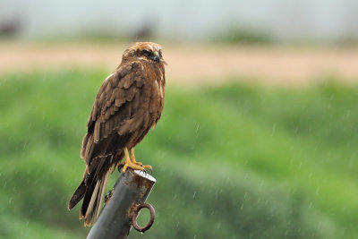 Marsh Harrier - זרון סוף - Circus aeruginosus