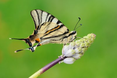 Scarce Swallowtail - ז.ס. ורדניים - Iphiclides podalirius