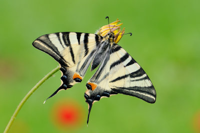 Scarce Swallowtail - ז.ס. ורדניים - Iphiclides podalirius