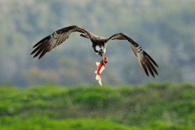 Osprey - שלך - Pandion haliaetus