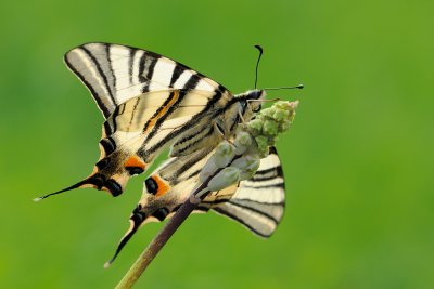 Scarce Swallowtail - ז.ס. ורדניים - Iphiclides podalirius