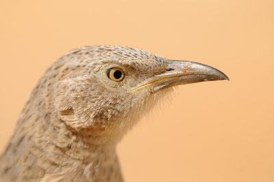 Arabian Babbler - זנבן ערבי - Turdoides squamiceps