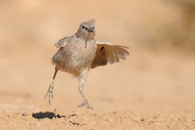 Arabian Babbler - זנבן ערבי - Turdoides squamiceps