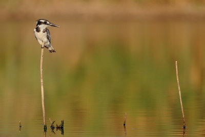 Pied Kingfisher - פרפור עקוד - Ceryle rudis
