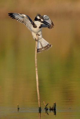 <h5>Pied Kingfisher - פרפור עקוד - <i>Ceryle rudis<i></h5>