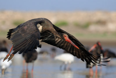 Black Stork - חסידה שחורה - Ciconia nigra