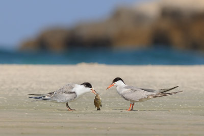 Common Tern - שחפית ים - Sterna hirundo