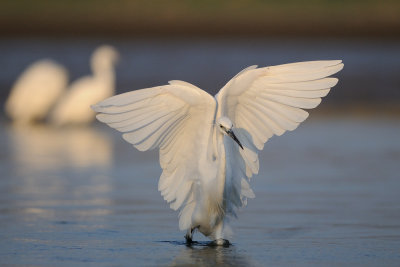 Little Egret - לבנית קטנה - Egretta grazetta