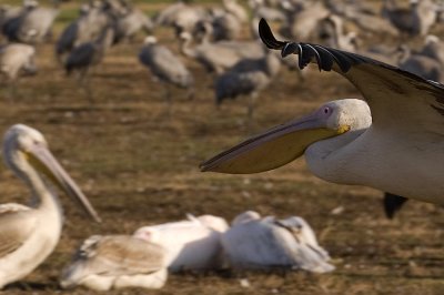 White Pelican - שקנאי מצוי - Pelecanus onocrotalus