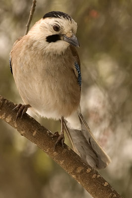 g1/17/833417/3/93250271.uqIrfe3n.jpg