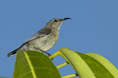 Palestine Sunbird - צופית בוהקת - Nectarinia osea