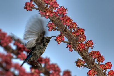 Palestine Sunbird - צופית בוהקת - Nectarinia osea