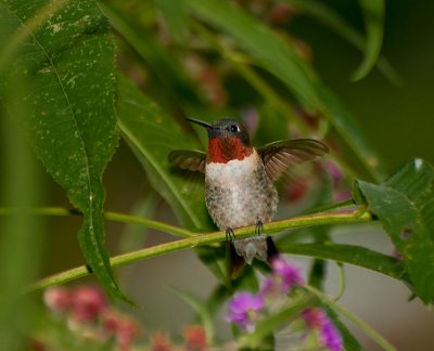 RUBY THROATED HUMMINGBIRD