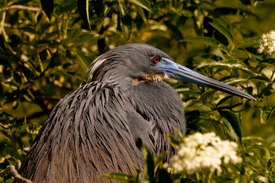 TRICOLORED HERON