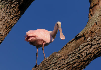 ROSEATE SPOONBILL