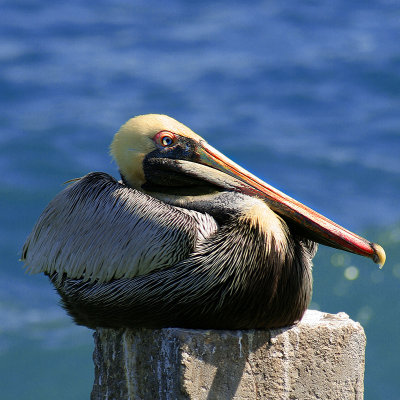 BROWN PELICAN