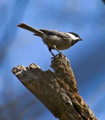 CAROLINA CHICKADEE